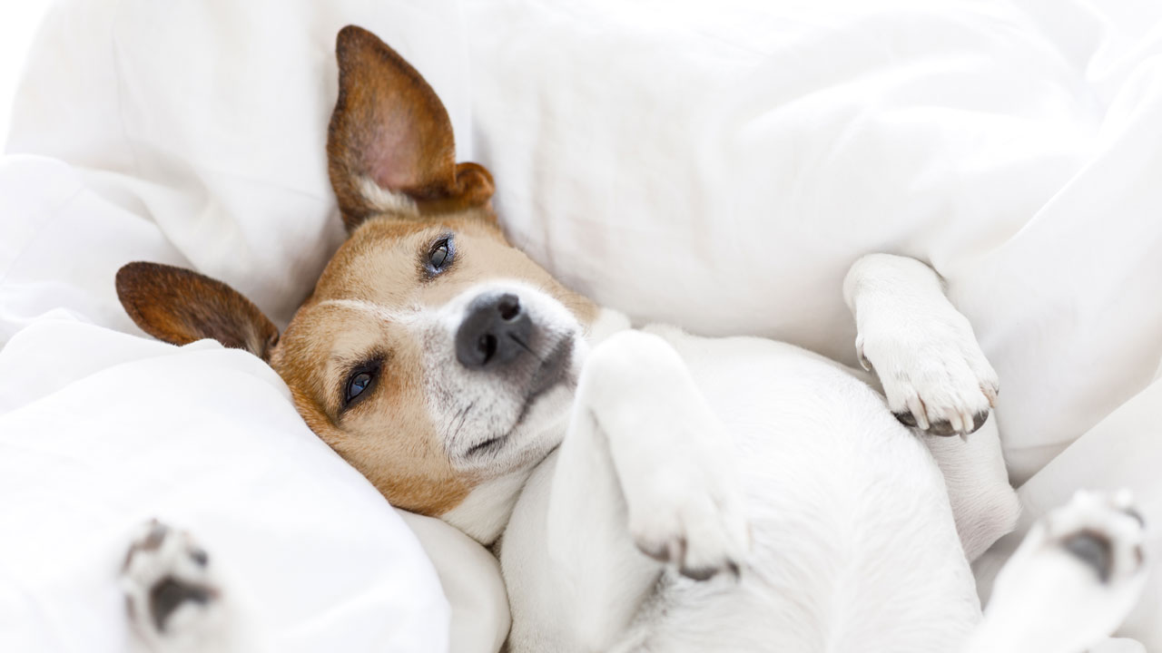 VET Olio di CBD Per cani VET Olio di CBD Per cani