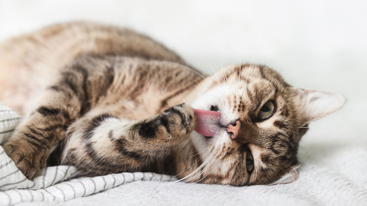 VET Olio di CBD per animali piccoli VET Olio di CBD per animali piccoli