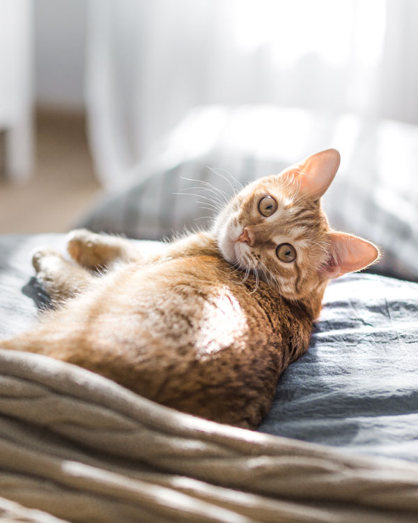 Olio di canapa per gatti Olio di canapa per gatti