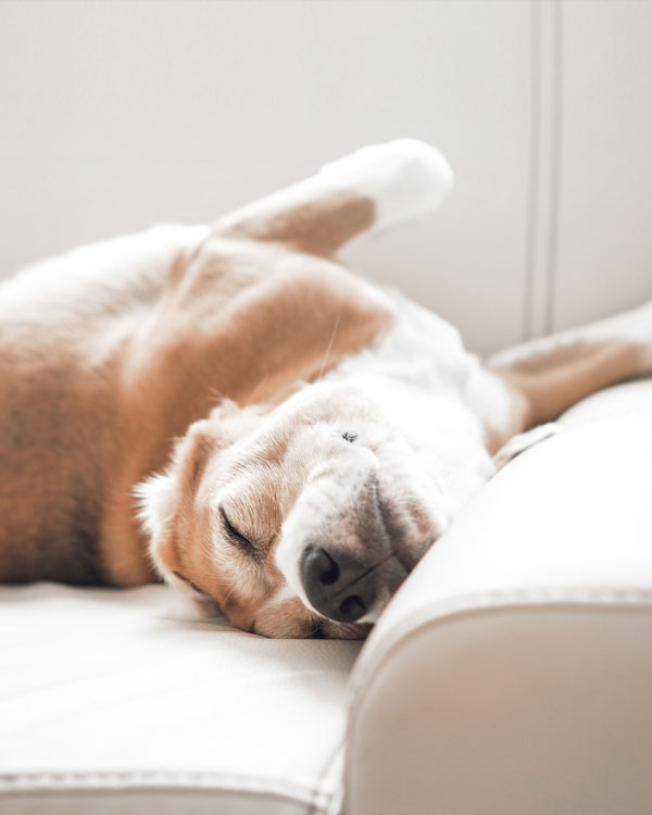 Cura dei cani con olio di canapa Cura dei cani con olio di canapa