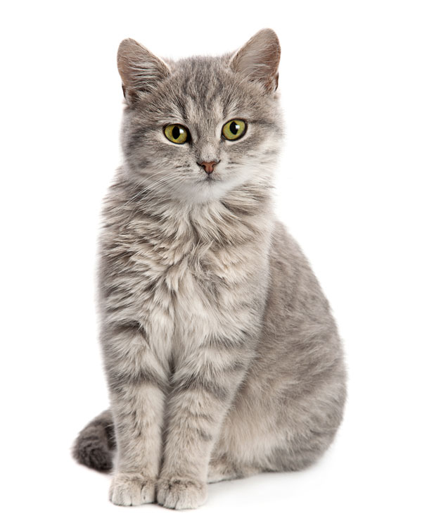 CBD per tutte le razze di gatti CBD per tutte le razze di gatti