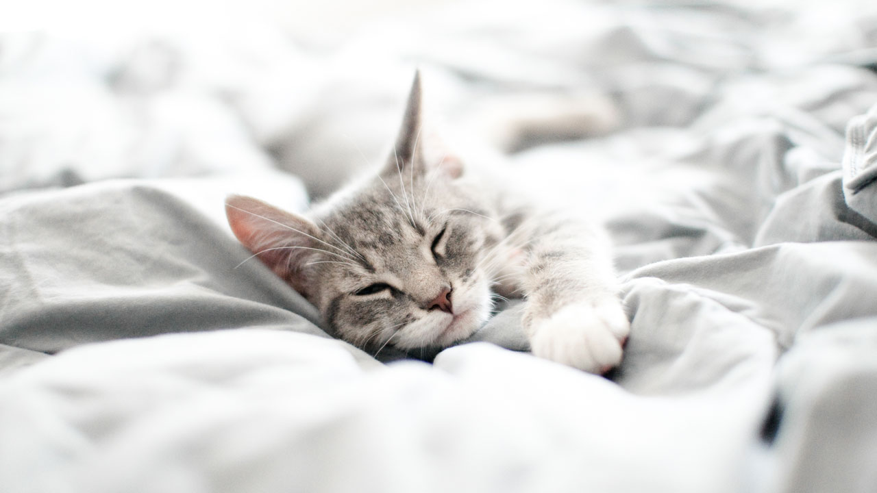 Olio di CBD appositamente sviluppato per i gatti Olio di CBD appositamente sviluppato per i gatti