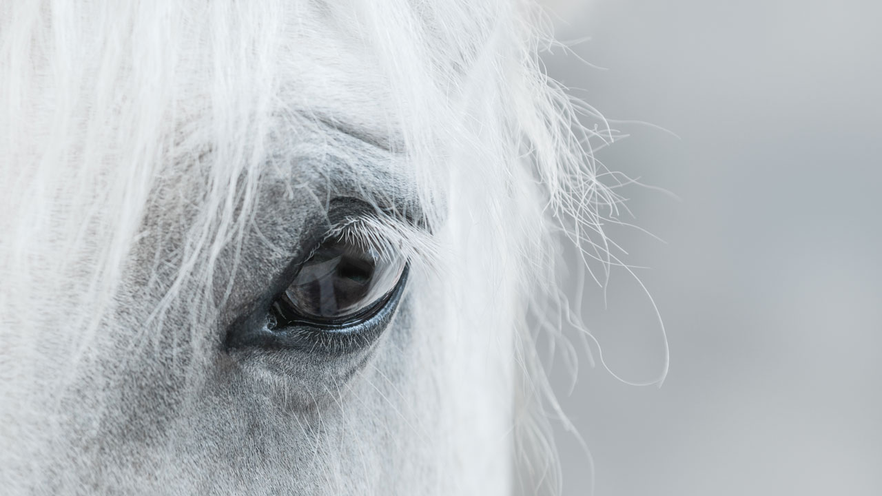 Cavalli Olio di CBD Cavalli Olio di CBD