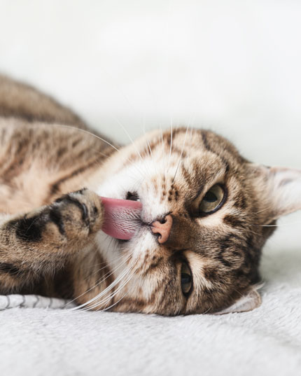 Senza terpeni e ottimamente tollerato Senza terpeni e ottimamente tollerato